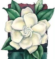 Gardenia clipart #20, Download drawings