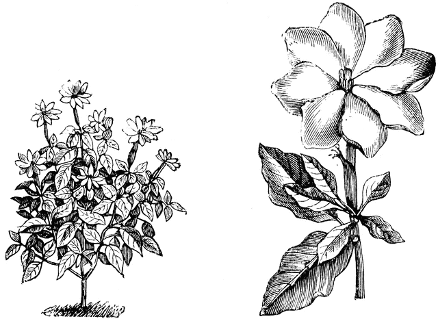 Gardenia clipart #4, Download drawings