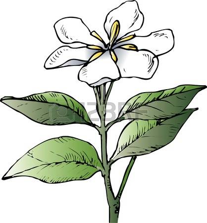 Gardenia clipart #12, Download drawings