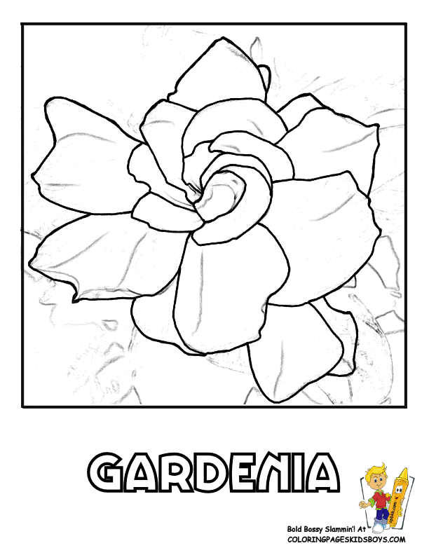 Gardenia coloring #18, Download drawings