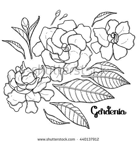 Gardenia coloring #17, Download drawings