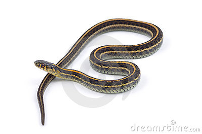 Garter Snake clipart #14, Download drawings
