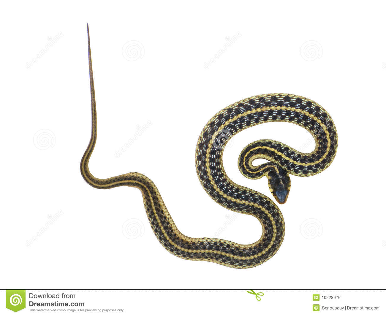 Garter Snake clipart #10, Download drawings