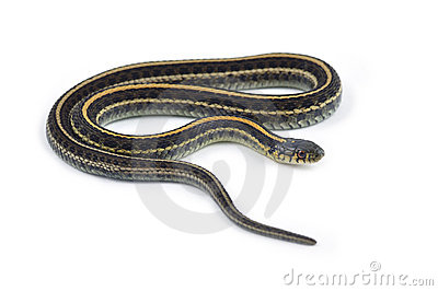 Garter Snake clipart #19, Download drawings