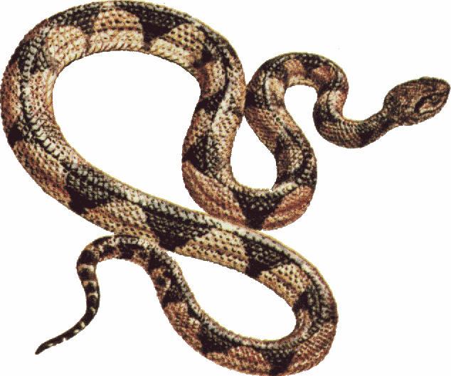 Garter Snake clipart #11, Download drawings