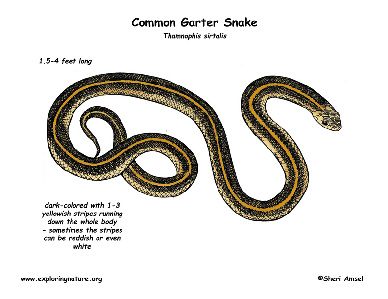 Garter Snake clipart #18, Download drawings