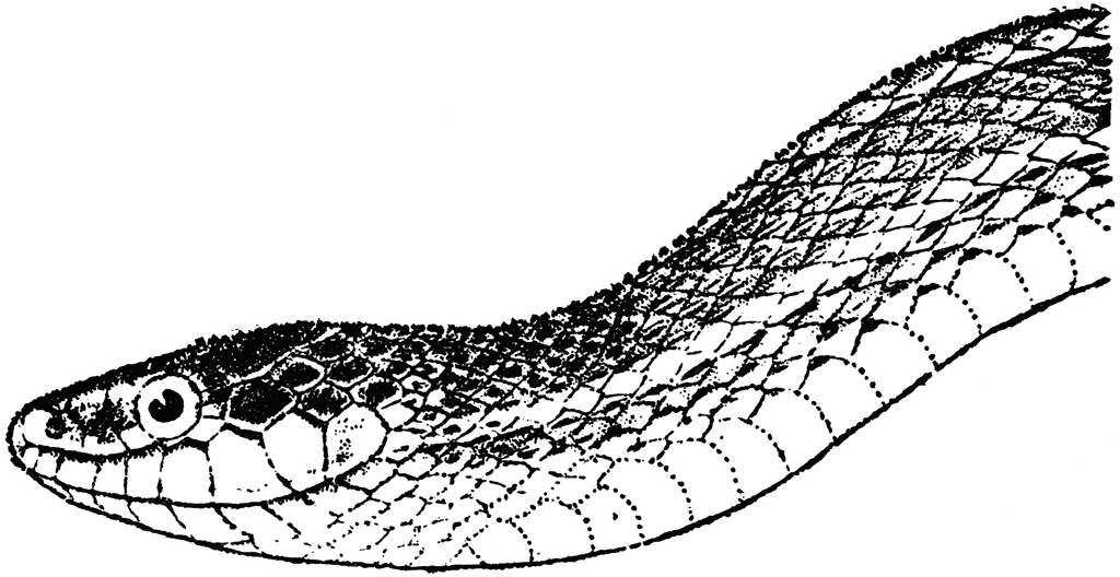 Garter Snake clipart #13, Download drawings