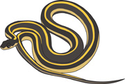 Garter Snake clipart #17, Download drawings