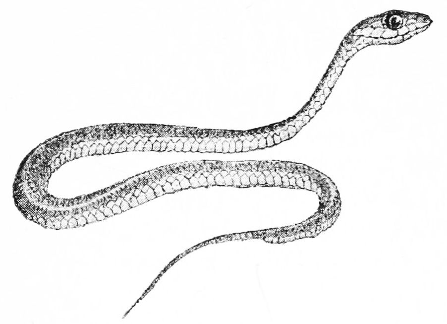 Garter Snake clipart #12, Download drawings