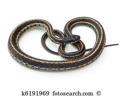 Garter Snake clipart #15, Download drawings