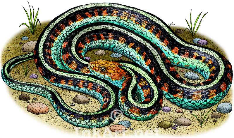 Garter Snake coloring #6, Download drawings