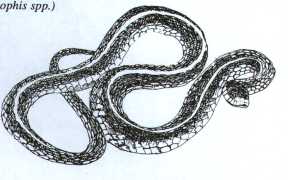 Garter Snake coloring #12, Download drawings