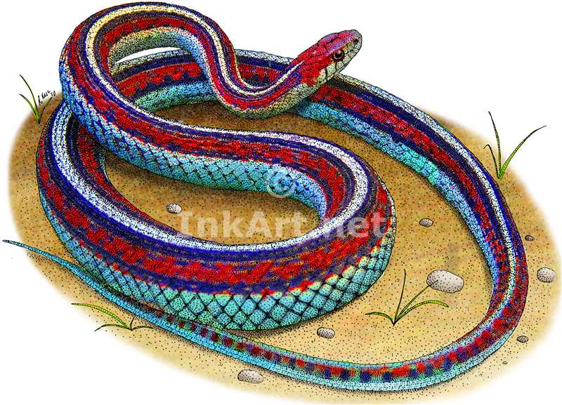Garter Snake coloring #18, Download drawings