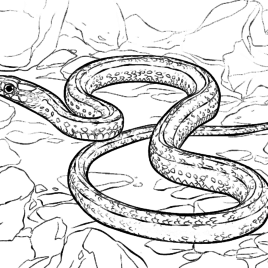 Garter Snake coloring #2, Download drawings