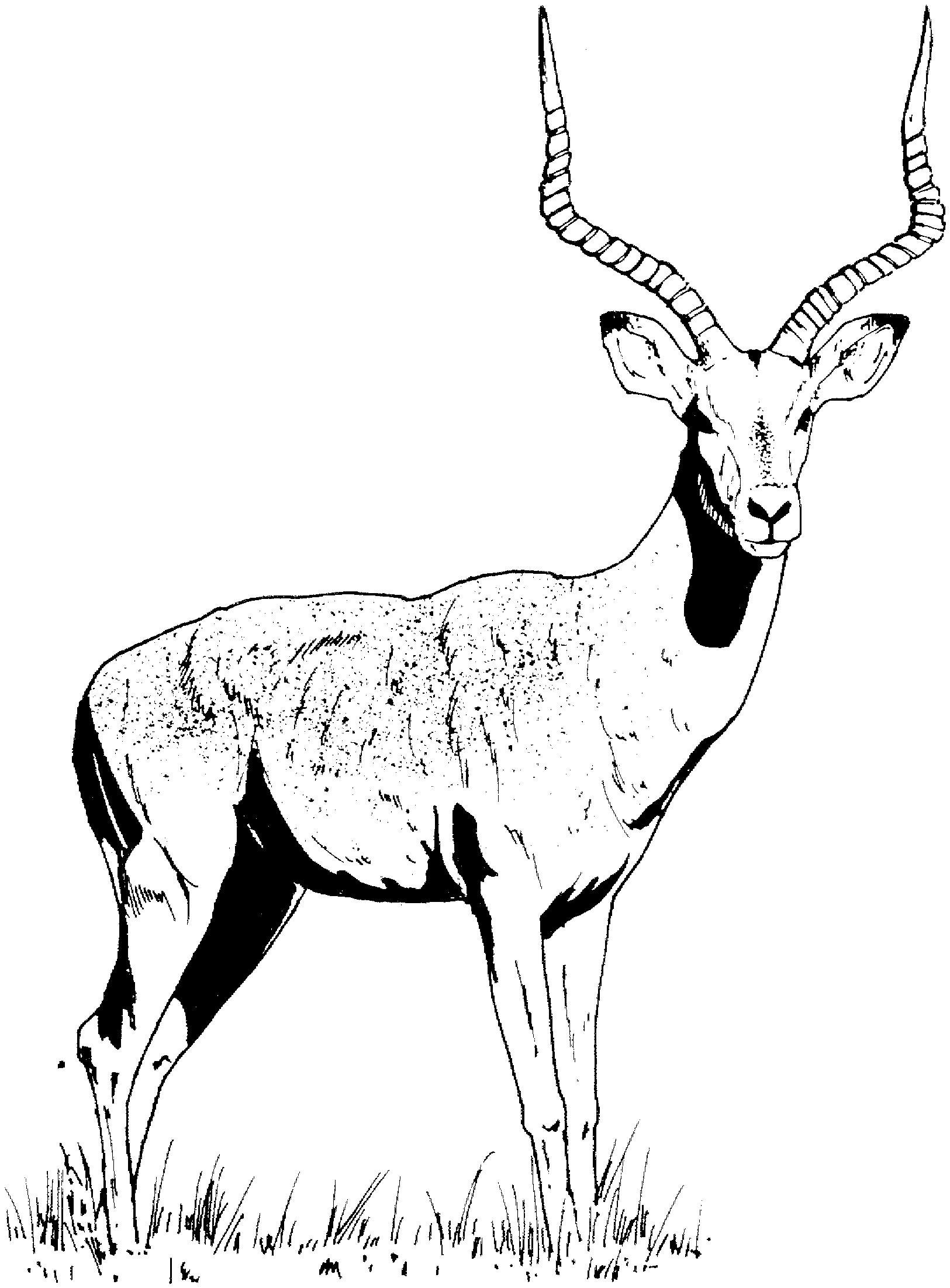 Gazelle clipart #3, Download drawings