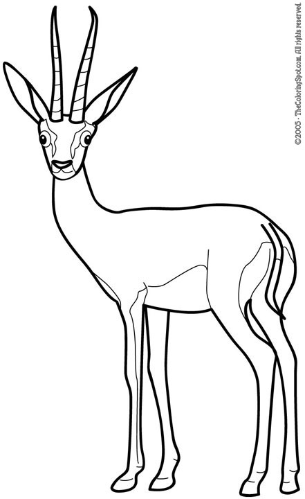Gazelle coloring #2, Download drawings