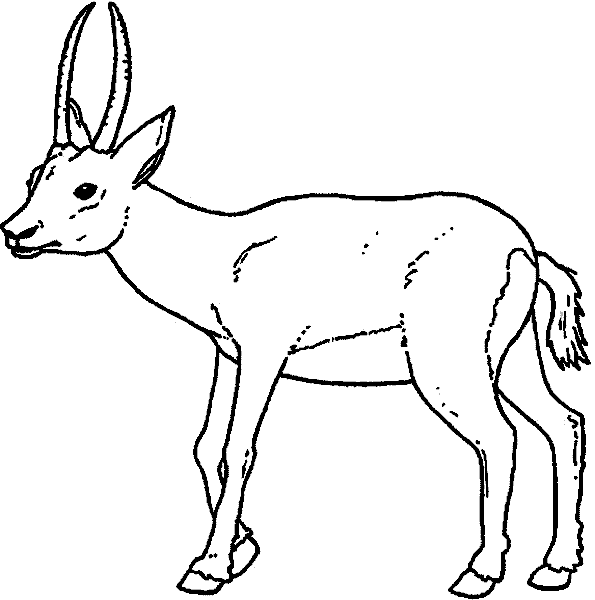 Gazelle coloring #5, Download drawings