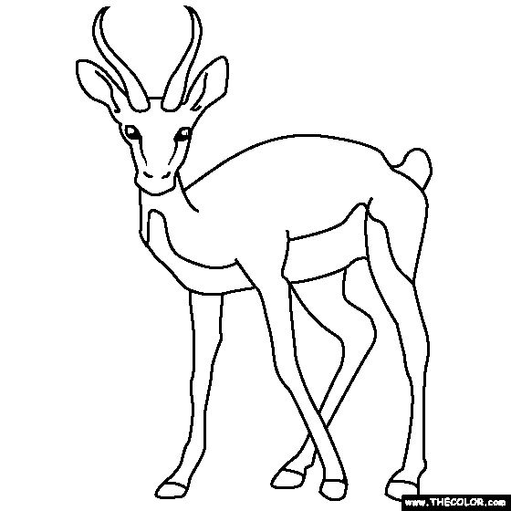 Gazelle coloring #1, Download drawings