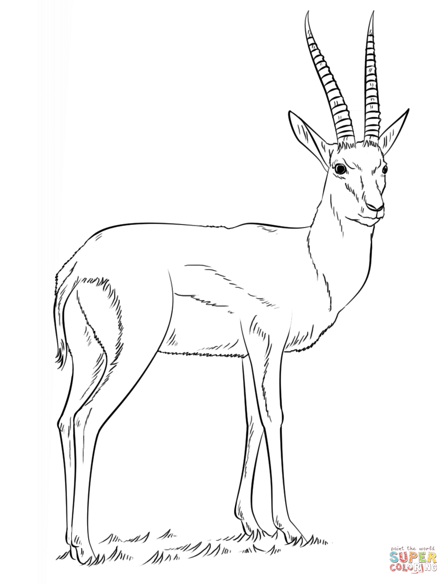 Gazelle coloring #9, Download drawings