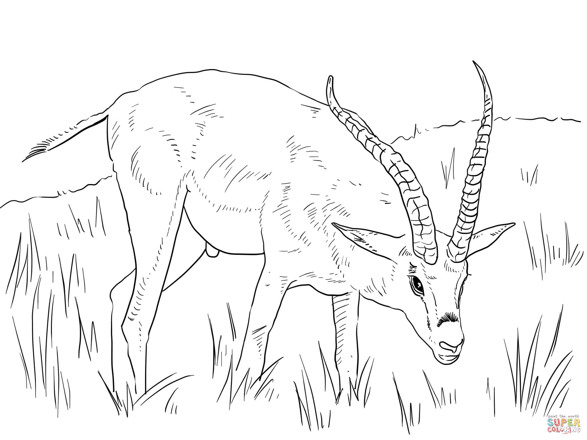 Gazelle coloring #19, Download drawings