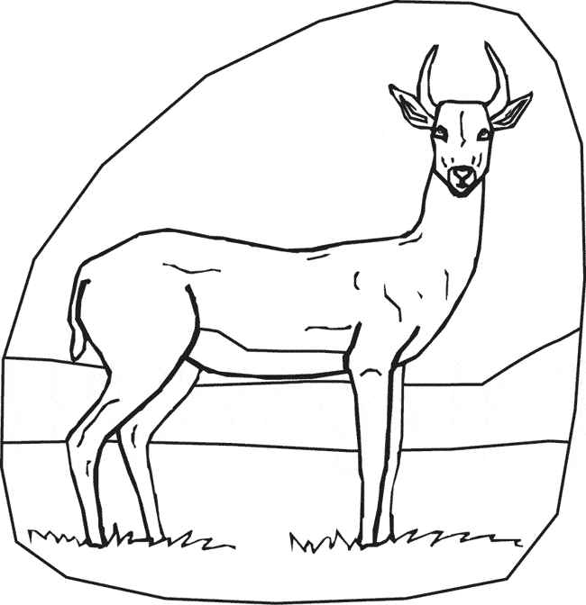 Gazelle coloring #8, Download drawings