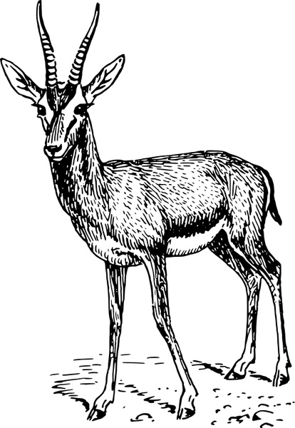 Gazelle svg #19, Download drawings