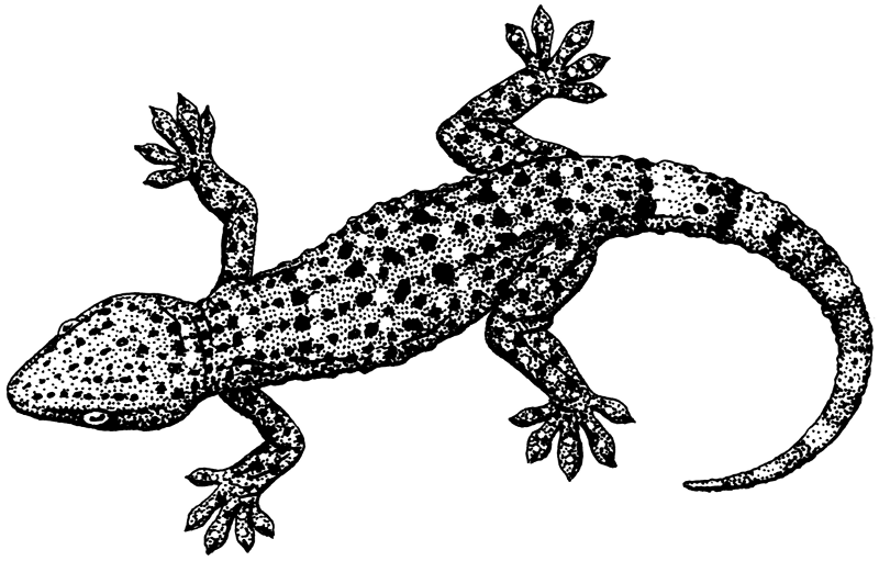 Gecko clipart #2, Download drawings
