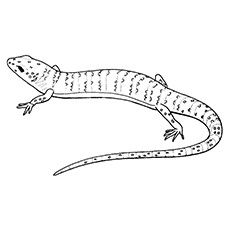 Gecko coloring #19, Download drawings
