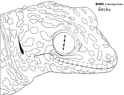 Gecko coloring #17, Download drawings