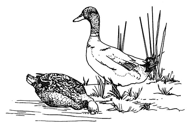 Geese Migration coloring #13, Download drawings