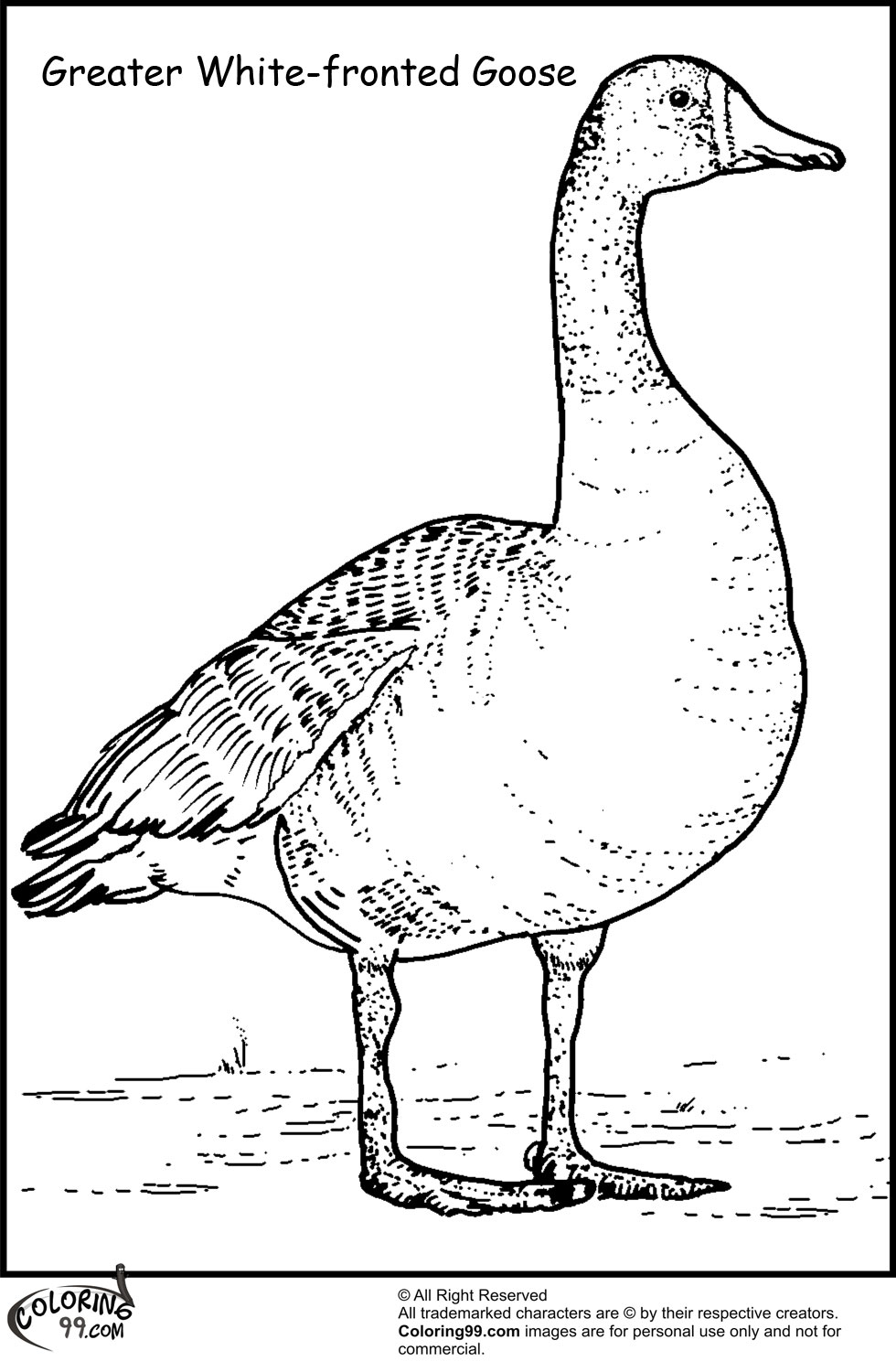 Snow Goose coloring #15, Download drawings