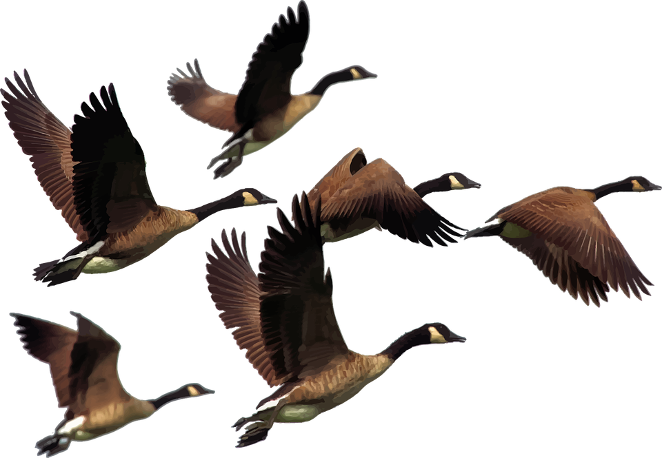 Geese Migration svg #8, Download drawings