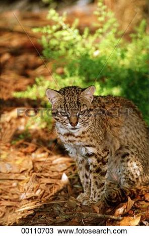 Geoffroy's Cat clipart #2, Download drawings