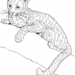 Geoffroy's Cat coloring #8, Download drawings