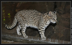 Geoffroy's Cat coloring #7, Download drawings