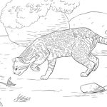 Geoffroy's Cat coloring #20, Download drawings