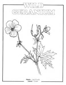 Geranium coloring #8, Download drawings
