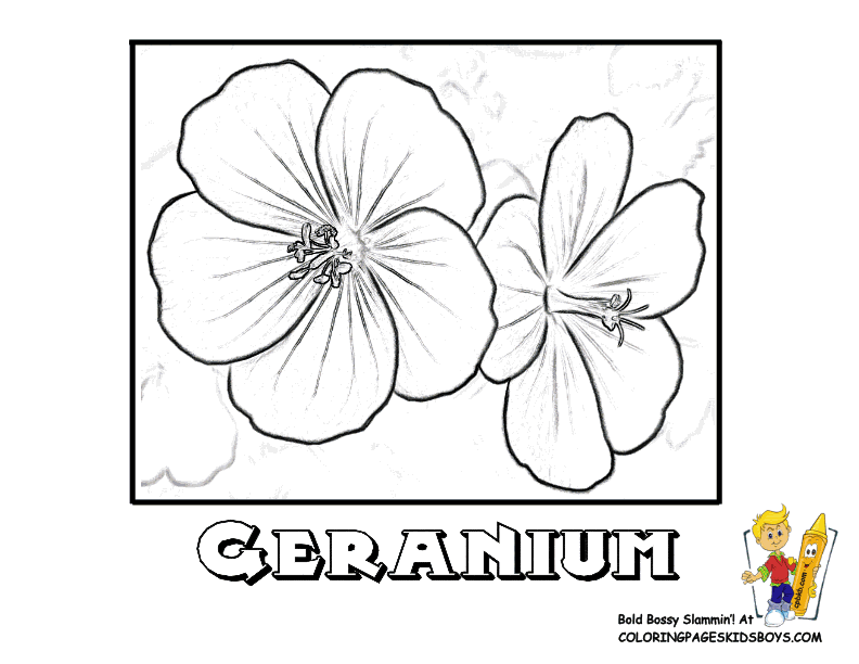 Geranium coloring #2, Download drawings