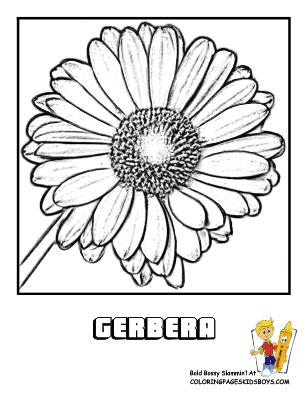 Gerbera coloring #5, Download drawings