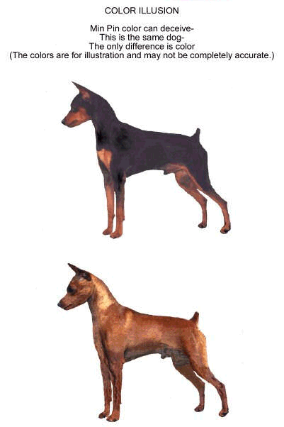 Miniature Pinscher coloring #4, Download drawings