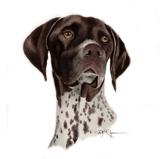 German Shorthaired Pointer clipart #7, Download drawings