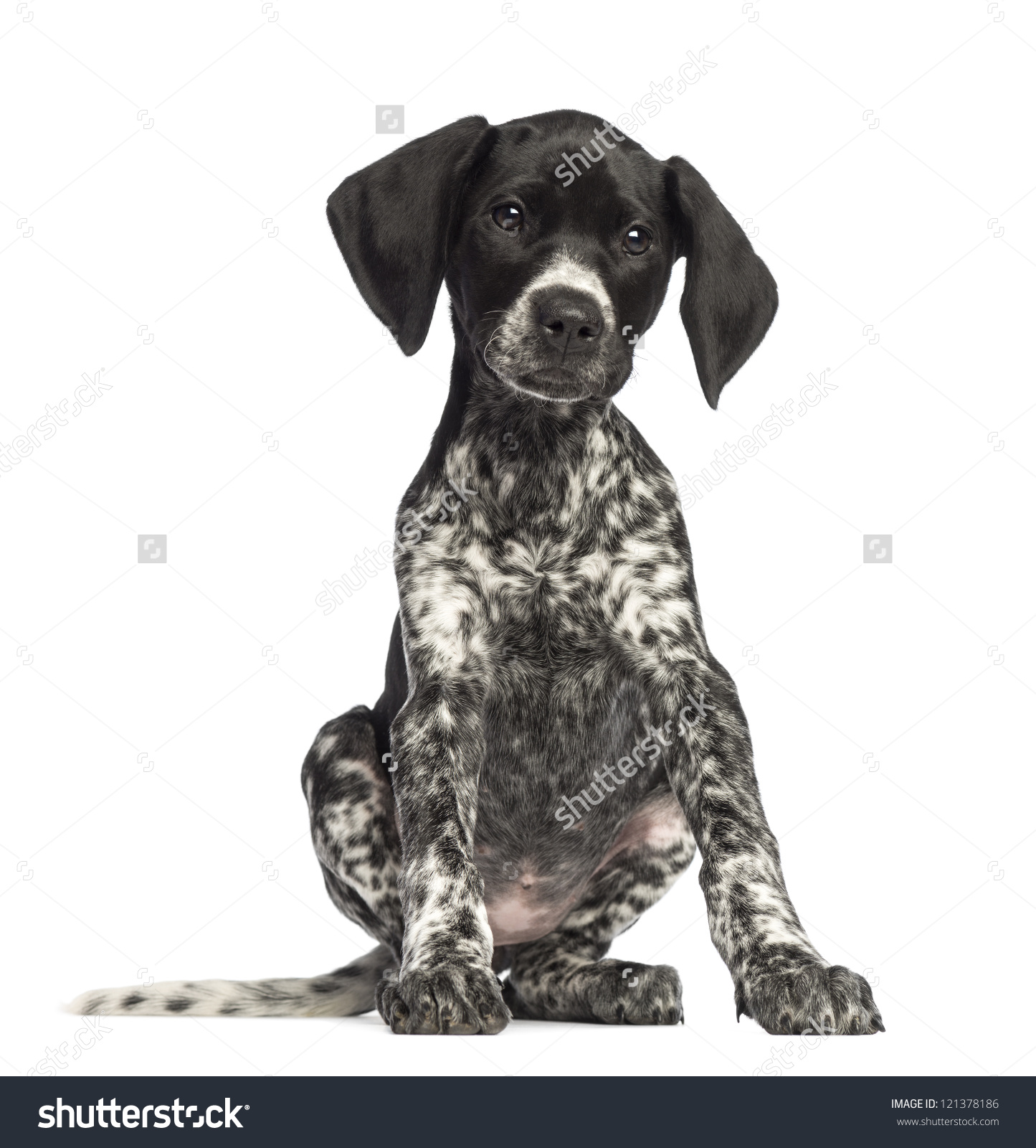 German Shorthaired Pointer clipart #10, Download drawings