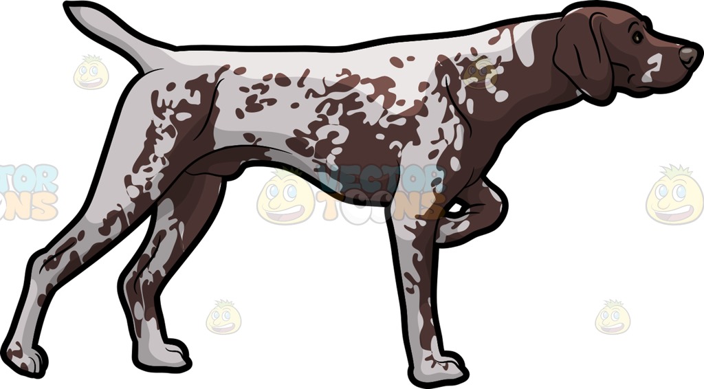 German Shorthaired Pointer clipart #17, Download drawings