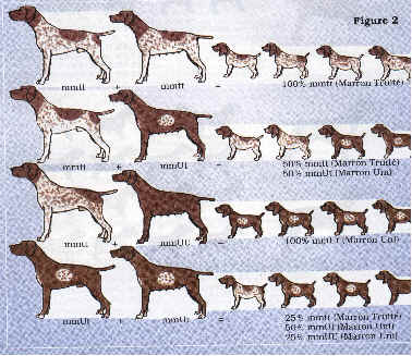 German Shorthaired Pointer coloring #5, Download drawings