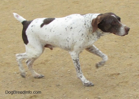German Shorthaired Pointer coloring #11, Download drawings