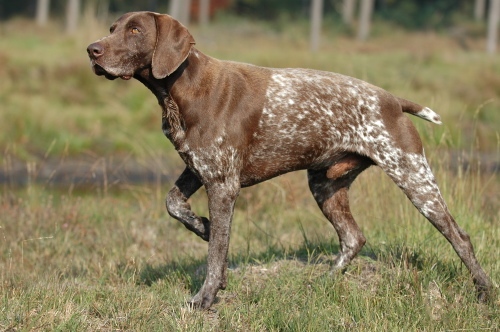 German Shorthaired Pointer coloring #3, Download drawings