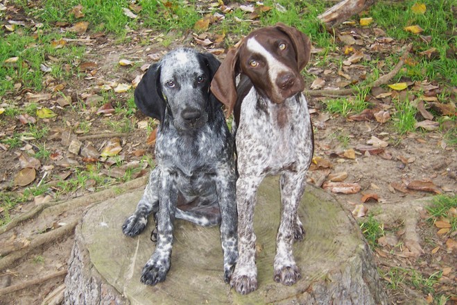 German Shorthaired Pointer coloring #19, Download drawings
