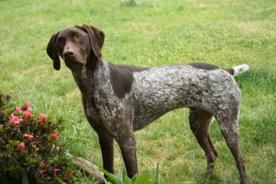 German Shorthaired Pointer coloring #6, Download drawings
