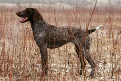 German Shorthaired Pointer coloring #2, Download drawings