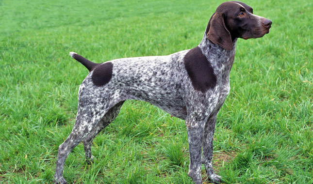 German Shorthaired Pointer coloring #15, Download drawings